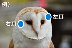 Imgowl_ear